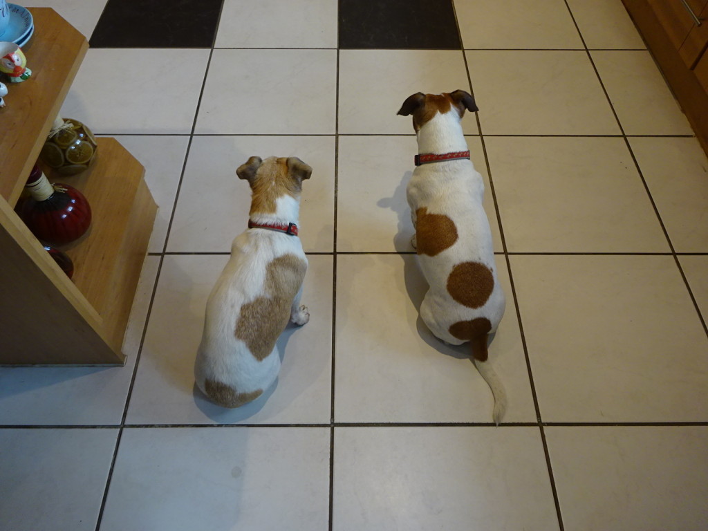 Up till now we always thought we'd get a knee-high dog, but after Molly and Sunshine gotta say the Jack Russels are now contenders! Sweet dogs is all we can say.