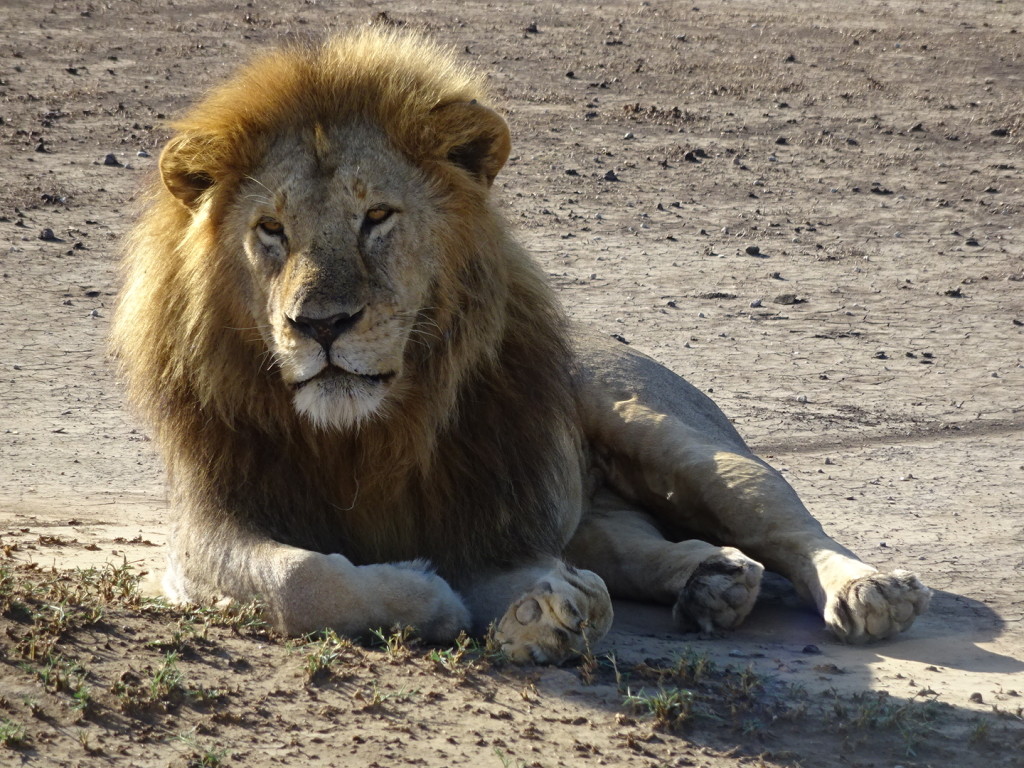 Simba! We saw a lot of amazing animals on Safari and it's really not fair to only pick one or two, but if we have to pick, we pick him. Tanzania.