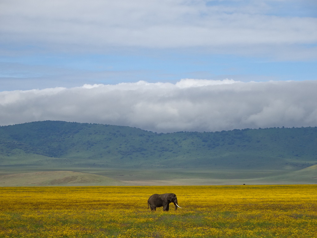 The Elephant. Have about 20 photos of this guy...swear we will print and frame them all. Safari in Tanzania.