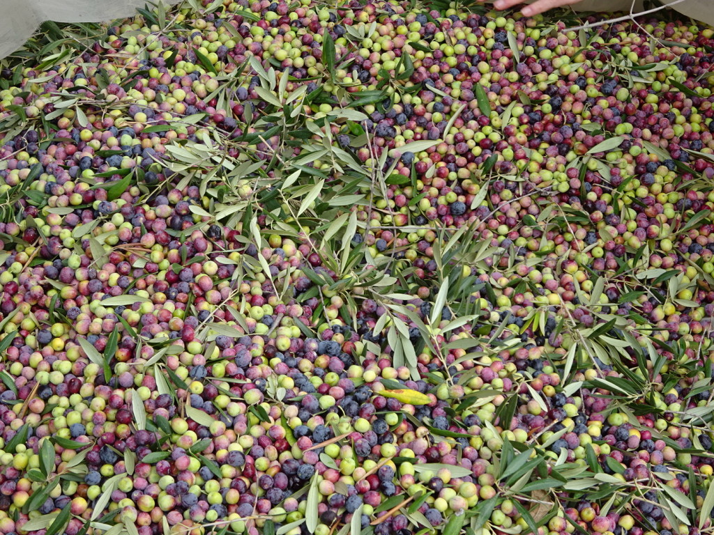 The olives often come the trees with some branch attached. It's not a problem, evidently, as olive trees grow really fast and are producing within just a year or two! They often prune them low anyway to aid in picking.