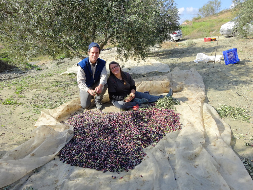 Then you gather up your nets and look through every little branch that fell onto the net. Pick off any olives that are on the branchs and toss the branches. If you don't when you get the press, they will toss the branch WITH the olive and you don't get paid for the olives they toss. No good!