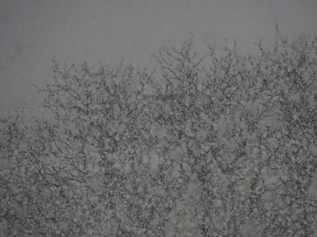 Sorry Mid-West family --- we haven't seen much snow. It snowed for days...the big fat charlie brown flakes. Love it.