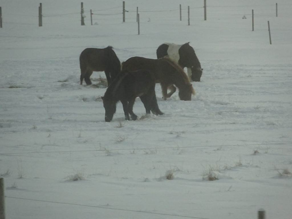 Ponies! I mean, horses! We thought Mongolian horses were little, but these are even smaller.