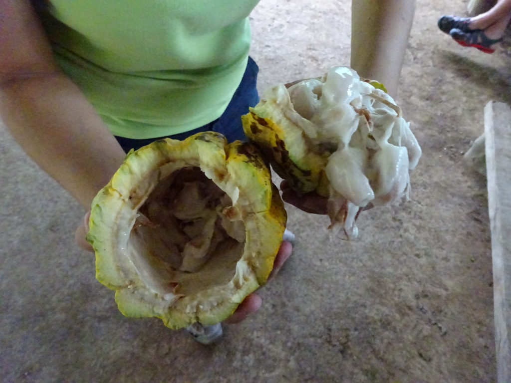 Cacao Fruit - this is what we got to eat first.