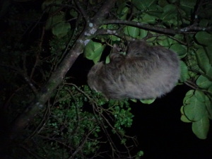 Sloth at night.