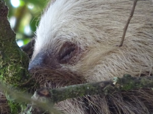 Close up of the sleepy sloth -- is there any other kind?