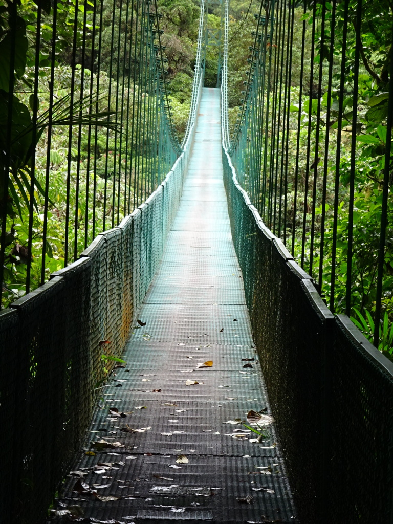 A bridge over the Cloud Forest - Beautiful!