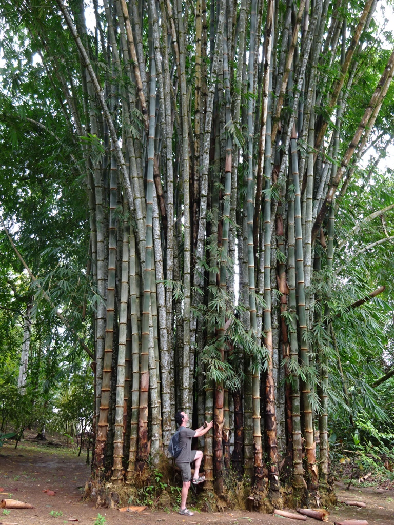 Now this is what we call some bamboo! 