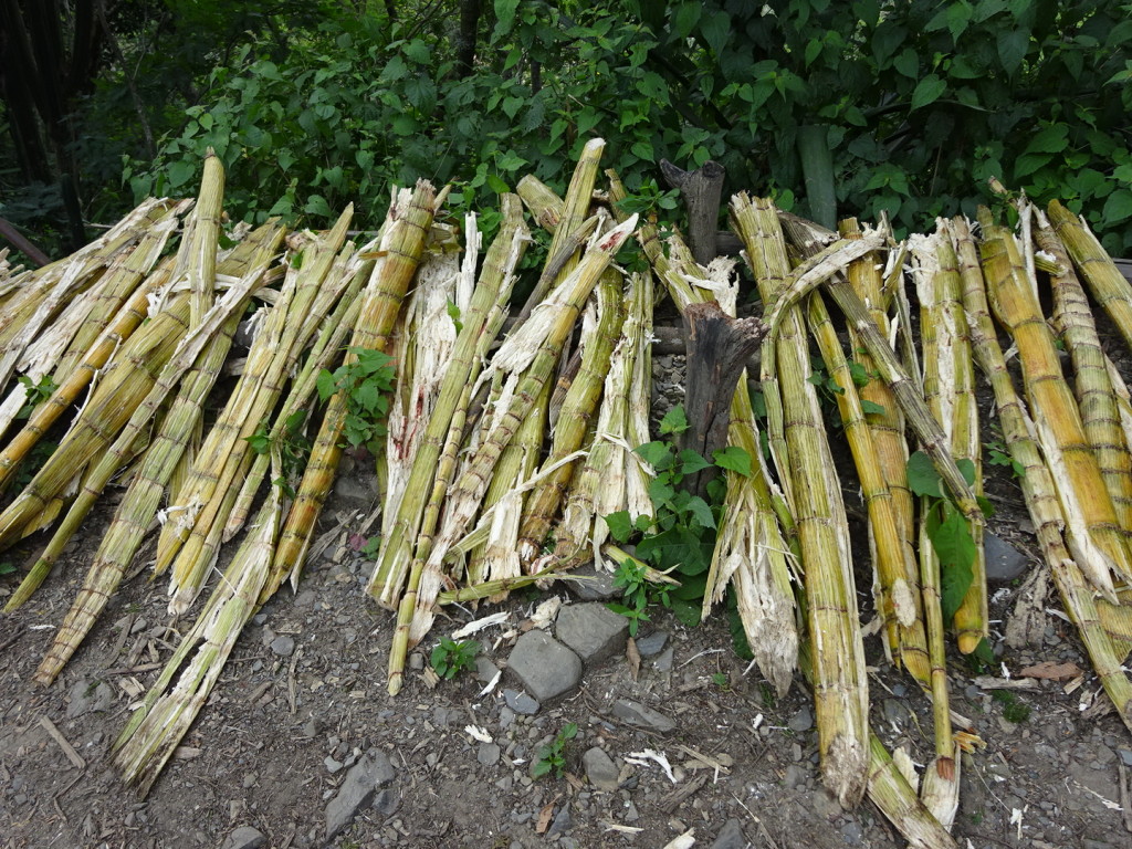 Sugar cane that was picked yesterday and will be pressed today.
