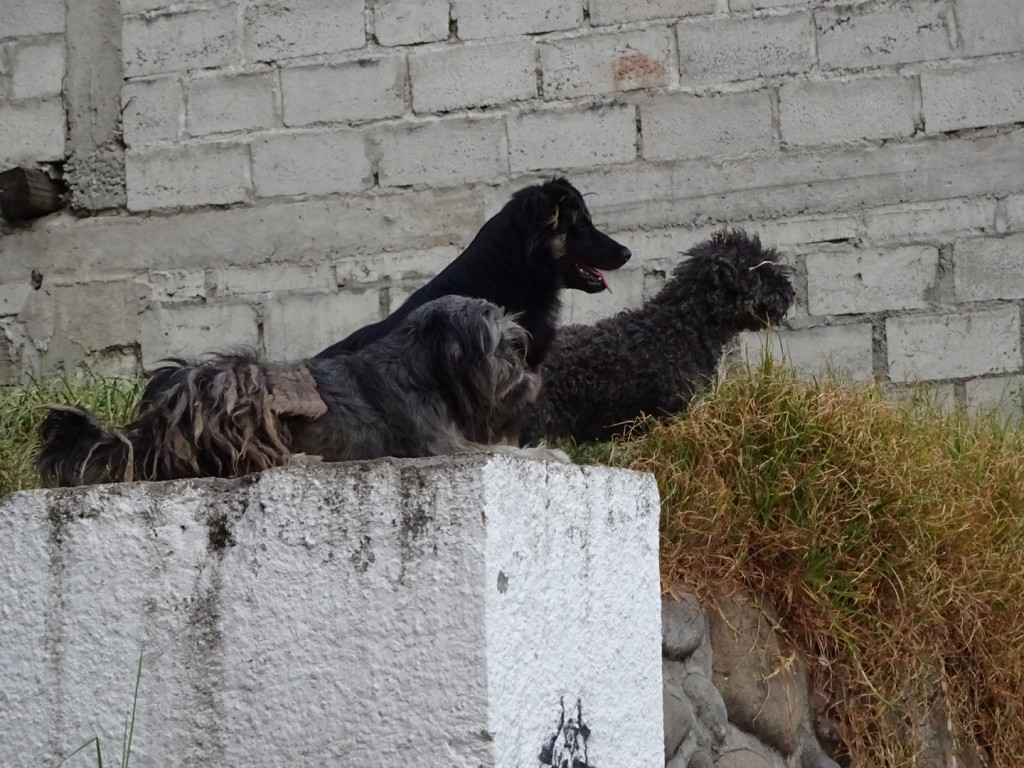 Cuenca, Ecuador.  A small gang of street dogs that took the high ground and watched with keen interest.
