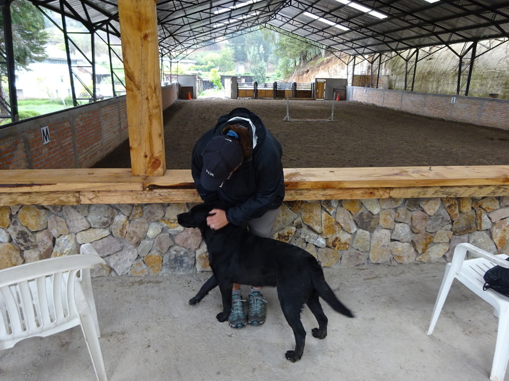 ??, Ecuador. Remember his NAME?? This lab was 100% muscle. He leaned in hard for a good pet. He goes on all the horse treks - trotting miles and miles happily every day.