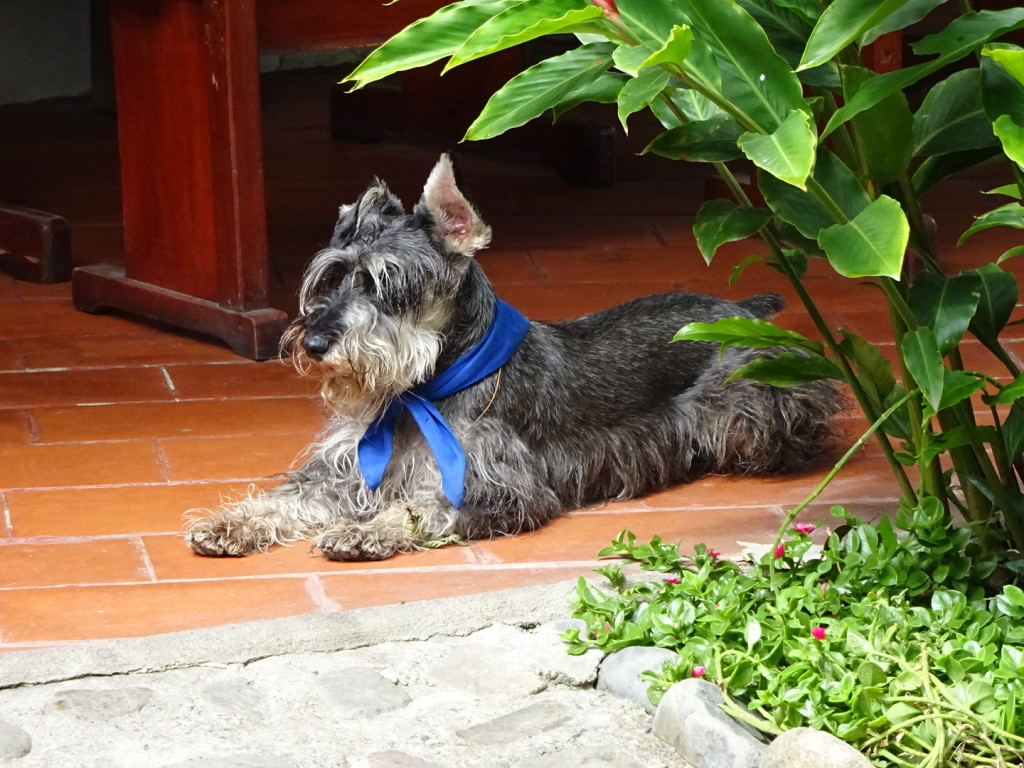 Valcabama, Ecuador. This furry friend lived at the fabulous hostal/resort we stayed at - every day a new neckerchief.