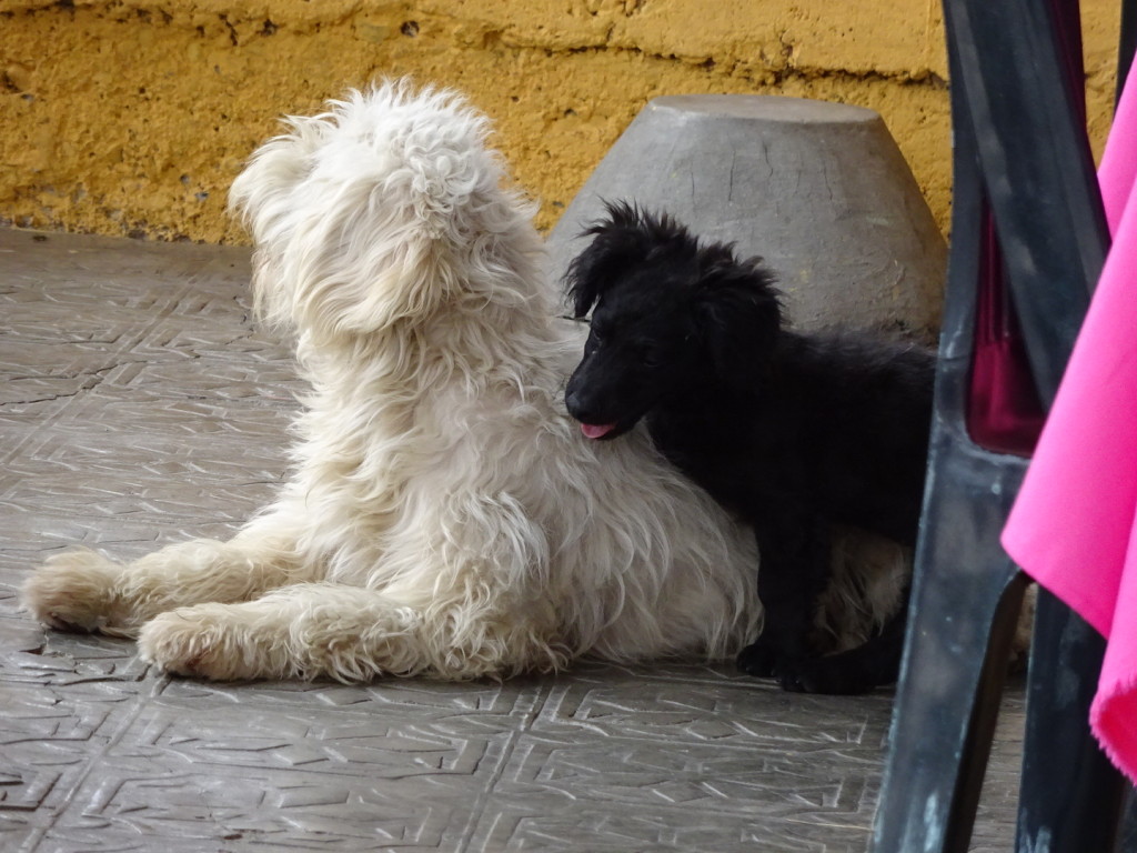 Vilcabamba, Ecuador. I could not stop watching these two - the little black fuzz ball just kept wanting to play with the big white fuzzball. They scrapped and rolled and tussled all through our lunch.