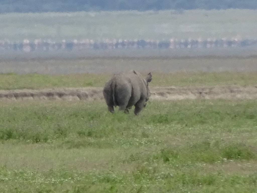 A rhino in the distance...