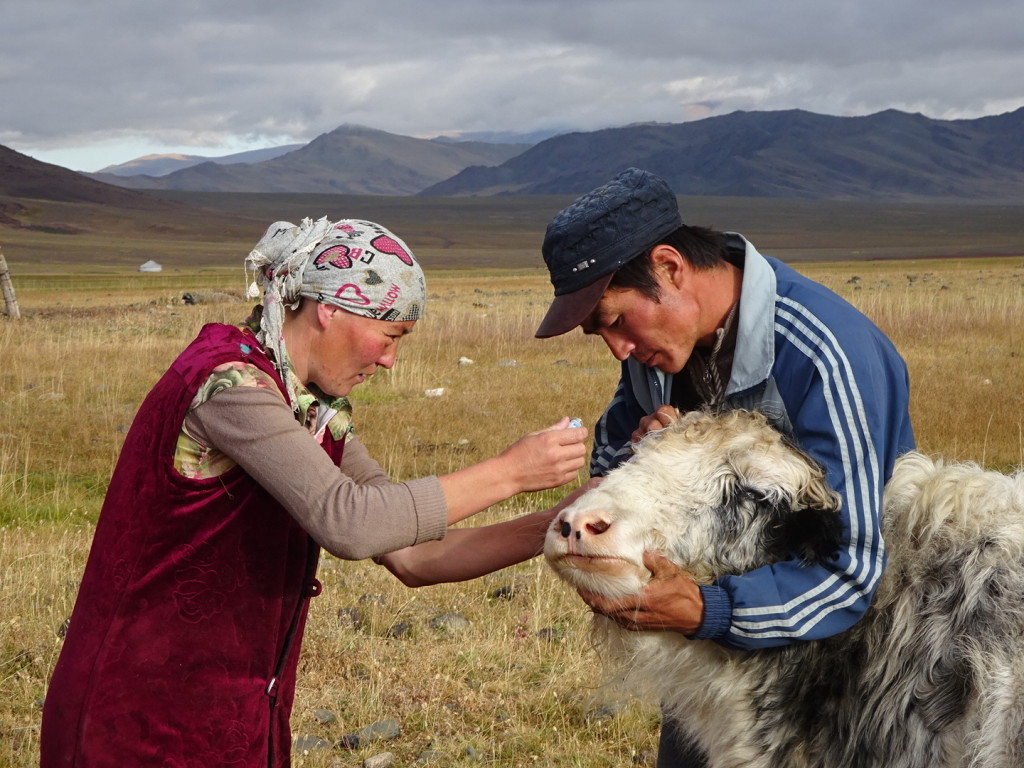 Everyone helps a yak with eye problems!