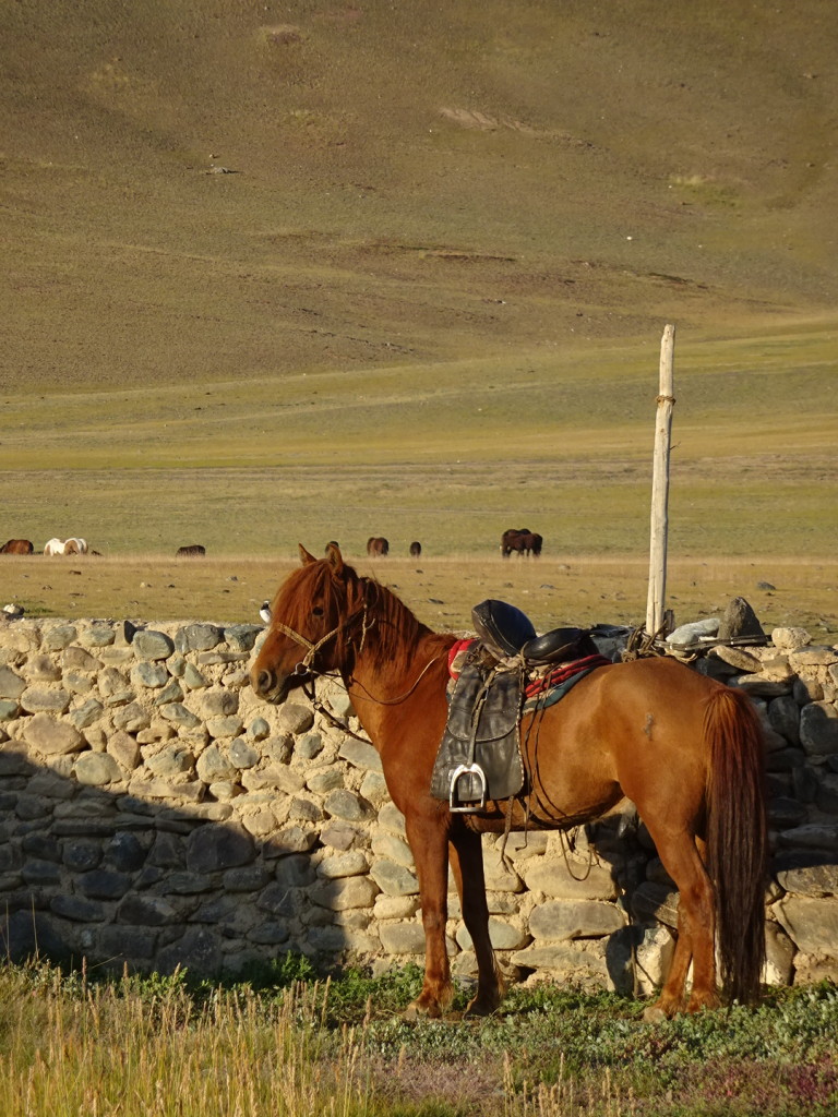 Our wrangler, Erlans, horse awaiting a ride.
