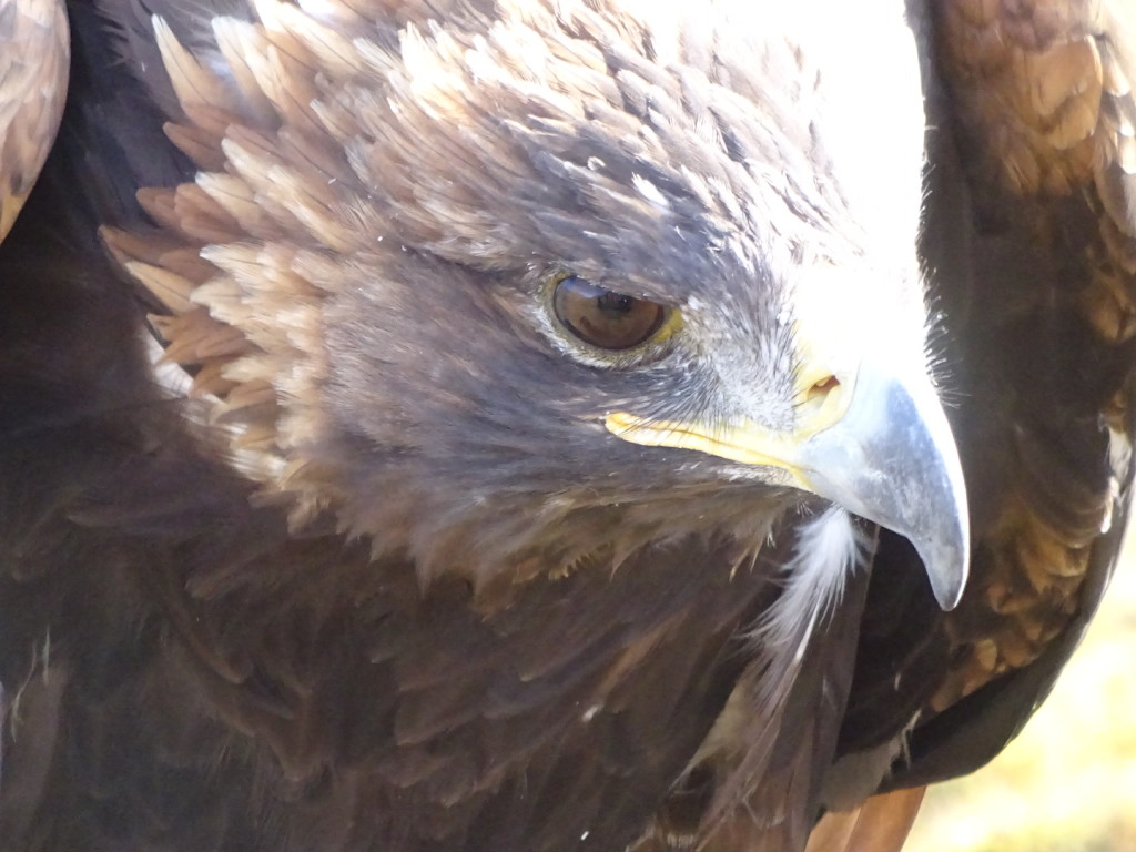 Golden Eagles were giant! And gorgeous!