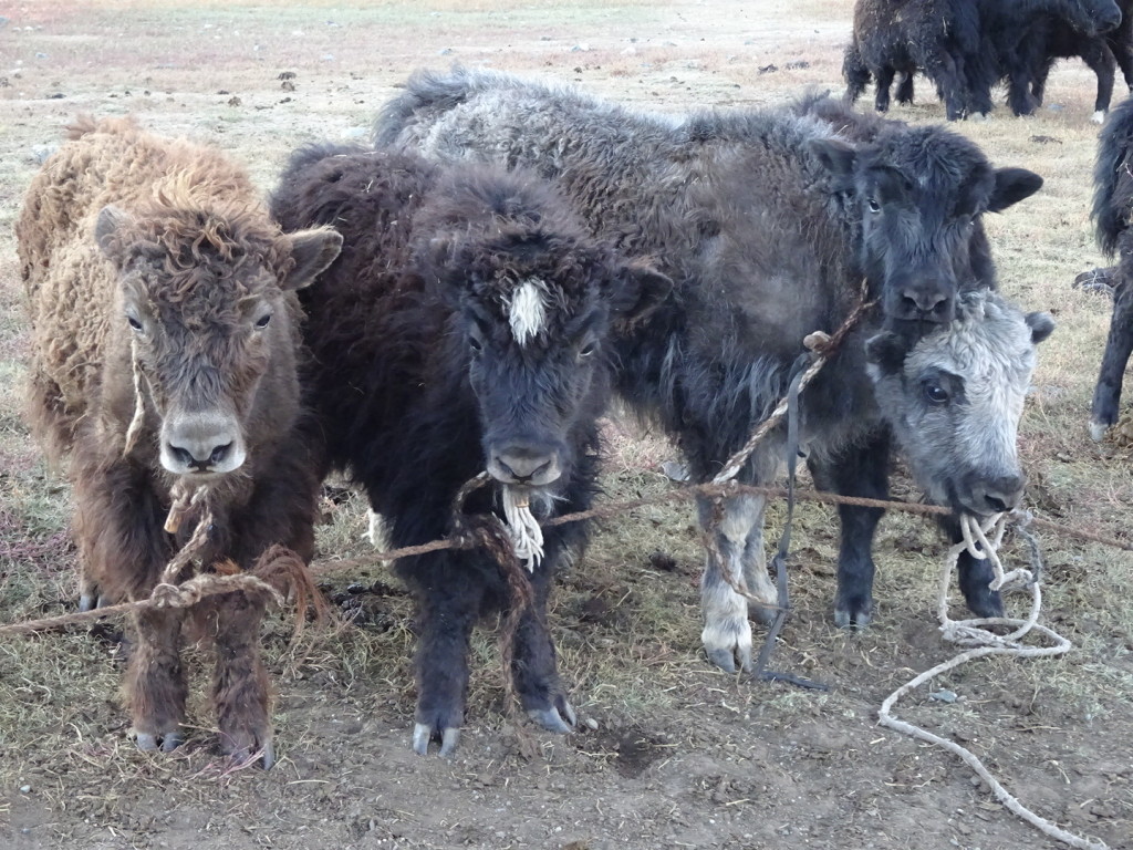 Cute baby yaks...tied up with yak hair rope.