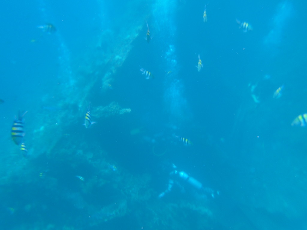 Fish, scuba divers and a sunken ship - pretty amazing!