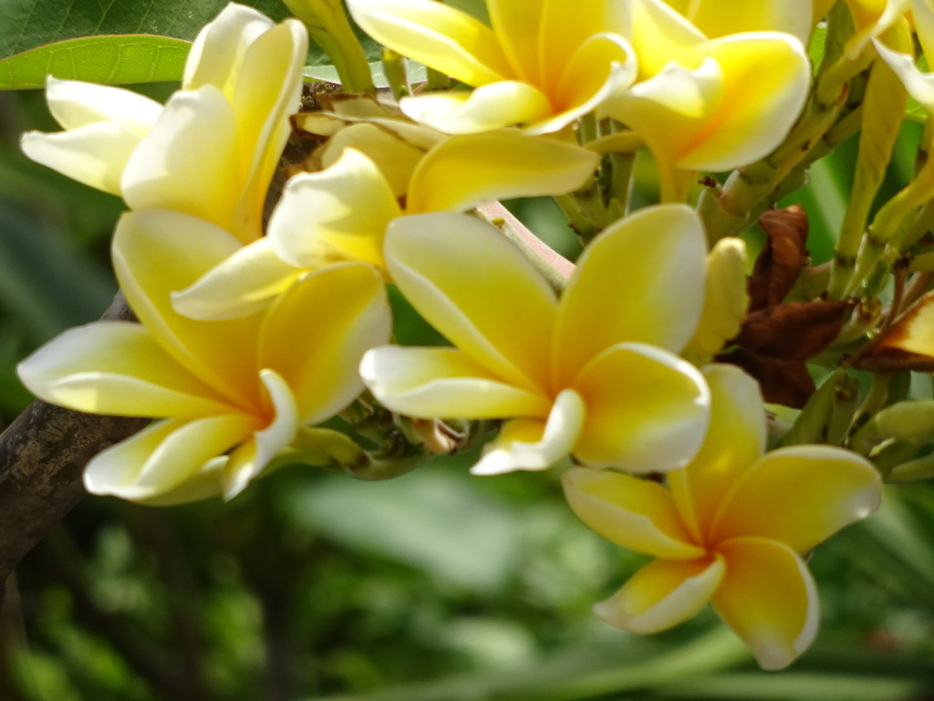 I might not ever grow tired of plumeria, my fav of all tropical plants.