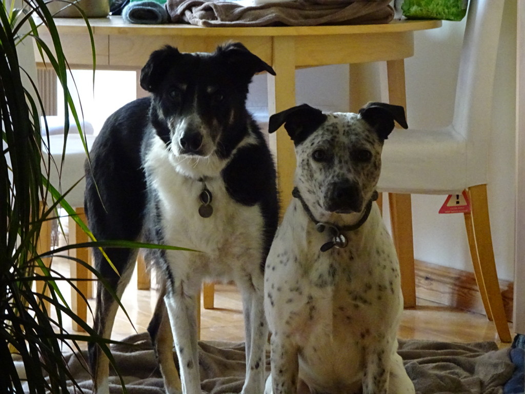 Billy and Bella, rescue dogs extraordinaire!