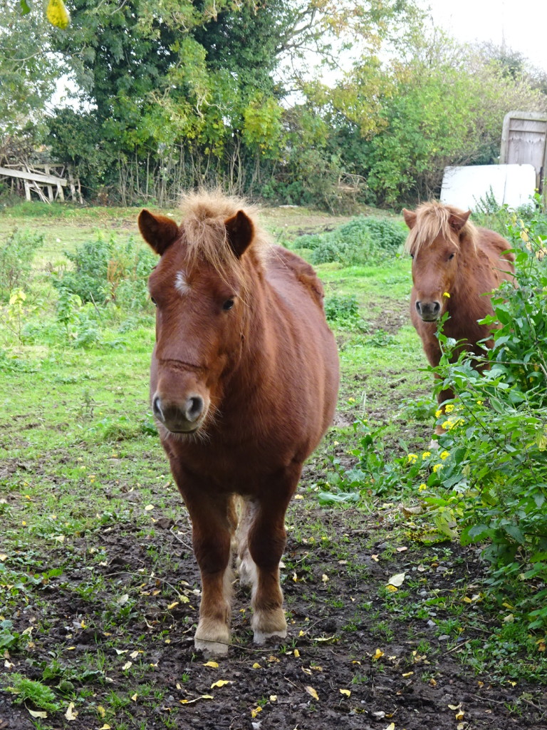 The neighbor shetland pointies...only slightly smaller than Trusty my Mongolian horse.
