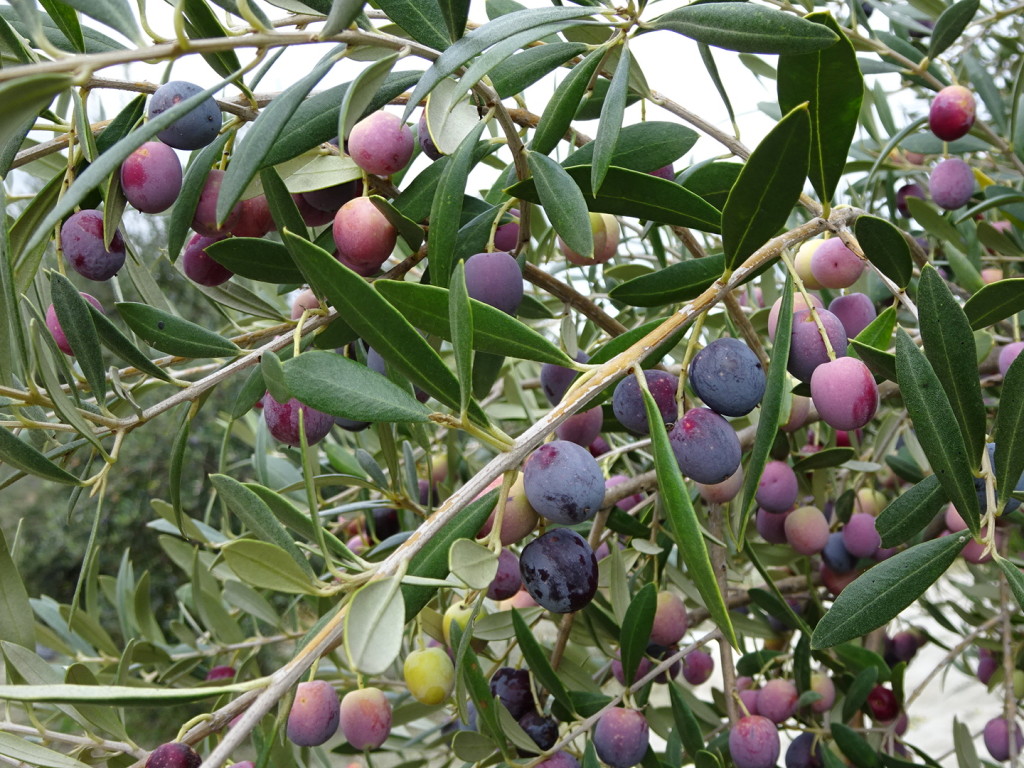 Here's a close up of what the olives look like.