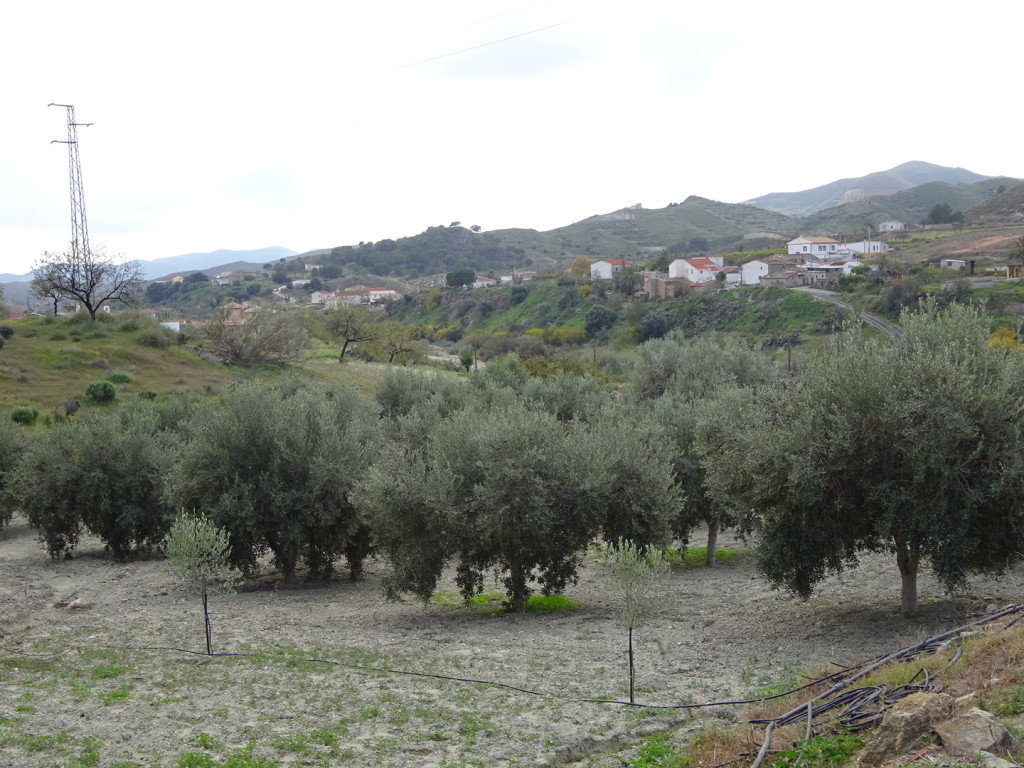 Olive groves look like this.