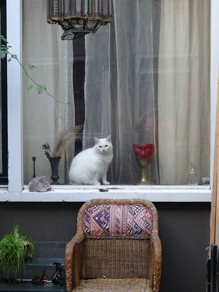 A lot to look at in this city. Cats and ladies in many-a-window.
